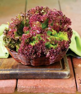 Grow Great Lettuce in Winter Image